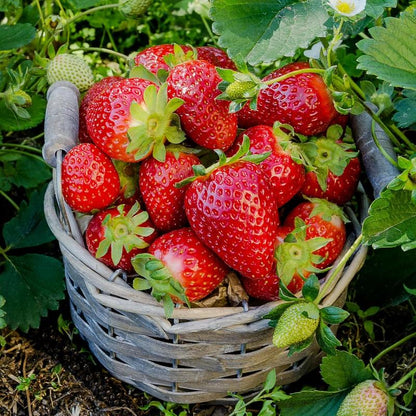 Gardinea® Strawberry Seeds