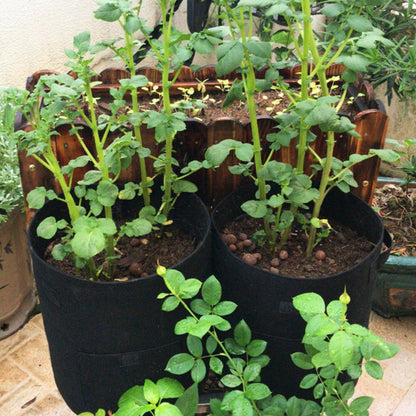 Gardinea® Felt Potato Growth Bags