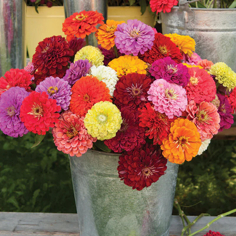Gardinea® Zinnia Flower Seeds