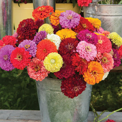 Gardinea® Zinnia Flower Seeds