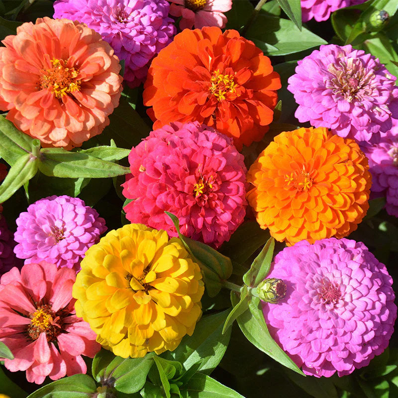 Gardinea® Zinnia Flower Seeds
