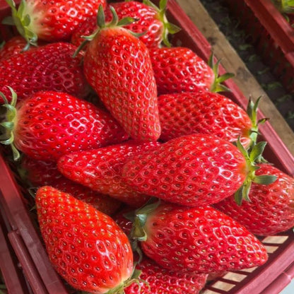 Gardinea® Strawberry Seeds