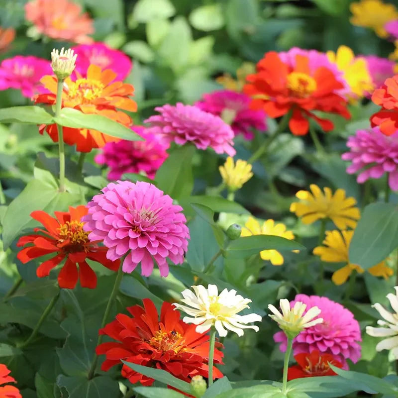 Gardinea® Zinnia Flower Seeds