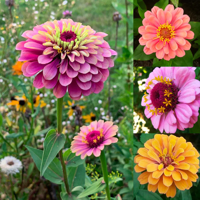 Gardinea® Zinnia Flower Seeds
