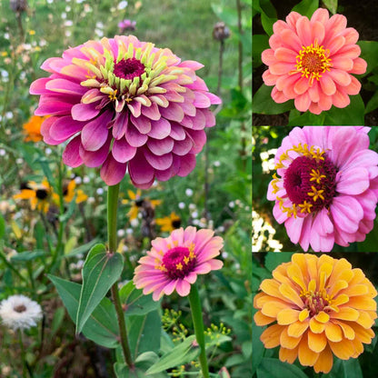 Gardinea® Zinnia Flower Seeds